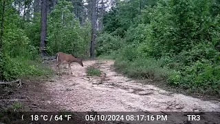 Deer - Friday, May 10, 2024 at 8:17 PM