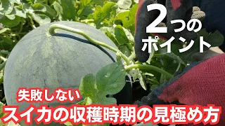 スイカの収穫時期を確実に見極める為の２つのポイント【栽培歴２０年以上】【簡単】【ブラックボンバー】2023年7月24日