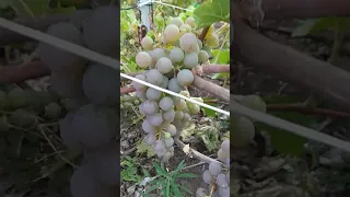 винный виноград Олег