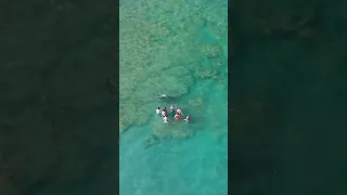 A 1,000 pound Hammerhead Shark Swims Toward Crowd in Florida Shallows #shorts