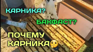 Почему карника???