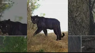 VERIFY: Is there a black panther in Laurens County?