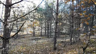 Одиночный ПВД в лес. Прогулка и сбор грибов в лесу.