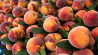 Нормування врожаю персика або як піднялась рука