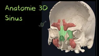 3D sinuses description