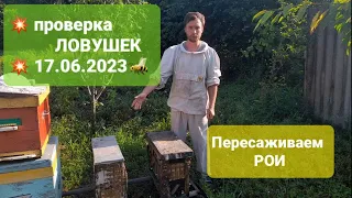 ❗ПРОВЕРЯЮ ЛОВУШКИ.17.06.23 СКОЛЬКО РОЁВ ПОПАЛОСЬ? #рой #роеловство #пасека #пчелы #пчеловодство