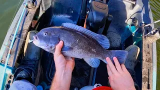 The Blackfish Are Back! Rhode Island Tautog Fishing 2023