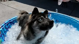 Husky Puppy Gets Ice Pool for the FIRST Time!