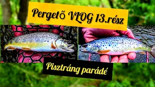 Pergető VLOG 13.rész - Pisztráng parádé!