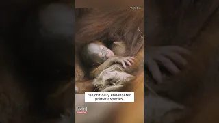 Orangutan Mom Cradles Her Newborn #shorts