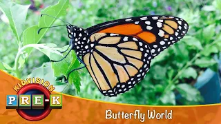 Butterfly World | Virtual Field Trip | KidVision Pre-K