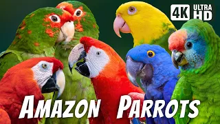AMAZON PARROTS | COLORFUL BIRDS | BEAUTIFUL NATURE BIRDS SOUNDS | RELAXING NATURE |  CUTE BIRDS