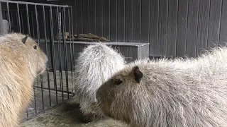 Capybaras Have Very Expressive Faces As You Can See in This Video