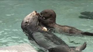 Saving Sea Otter 696: Learning From Mom