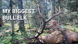 My Biggest Bull EVER! A Giant Bull with a bow, called into range.