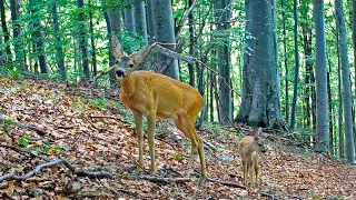 VIAȚA DIN PĂDURE | Pisică Sălbatică, Cerb, Jderi, Bursuc, Pui de Căprioară