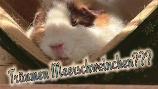 Wenn Meerschweinchen träumen und Katzen durch den Garten schlendern / Entspannung pur im Frühling