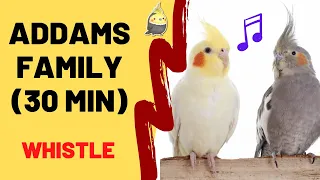 ADDAMS FAMILY WHISTLE (30 Min) - Cockatiel Singing Training - Bird Whistling Practice