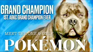 First (1st) ABKC GRAND CHAMPION Remyline Zenstyle Pokémon American Bully Legend Razors Edge Best Top