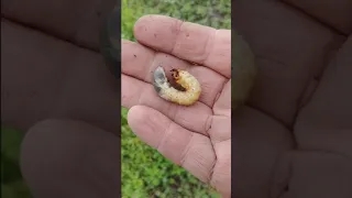 Личинка майского жука или бронзовки