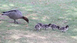 duckling (Australian wood duck)