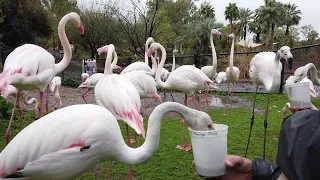 Phoenix Zoo Backstage Adventure: Greater Flamingo Feeding