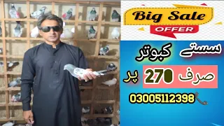 High flying pigeon Sale | parwazi kabootar sale | Achy parwazi sale in rawalpindi #kabootarbazi