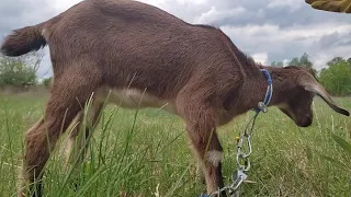 Коза Катя первый раз на привязи;-)