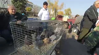 ВИСТАВКА голубів, екзотичних птахів і тварин у Миргороді 19.10.2019 р