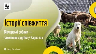 Історії співжиття: Вівчарські собаки — захисники худоби у Карпатах