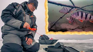 Зимняя рыбалка с подводной камерой FocusFish на Каме. Поклевки окуня в кадре, подводные съемки атак