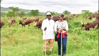 MUSEVENI - THE MEAT YOU EAT HERE IN KAMPALA IS FROM MY FARM, ME I'M A BREEDER.