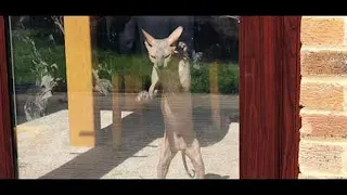 Hairless Cat Loves Pawing at the Door || ViralHog