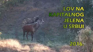 LOV NA KAPITALNOG JELENA U SRBIJI 2016.