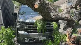 Mutiny Wine Room raising money for its employees after a tree crushed their cars during storms