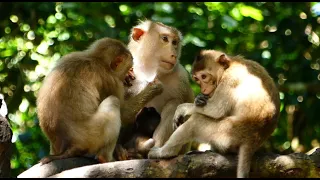 Savanna Group - pet monkeys in the forest - collected to make money, money, money