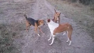 Dogs vs Dog