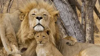 Lion Documentary - Takes Over a New Pride | Wild Planet HD