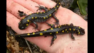 Vernal Pools w/ Dr. Aram Calhoun 3-16-2023