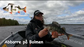 Abborre-tävling på Bolmen