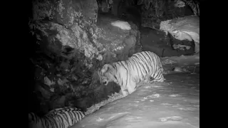 Фотоловушка поймала на видео тигров, леопарда и кота в приморском парке «Земля леопарда»