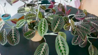 Maranta Leuconeura Prayer Plant Care and Propagation