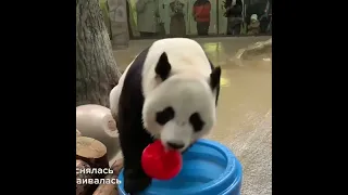 •🏆🐼 Первый в истории России детёныш большой панды родился(24 августа) в Московском зоопарке