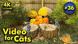 4K TV For Cats | Falling in Love with Fall | Bird and Squirrel Watching | Video 36