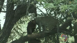 Ultimate Tanzania Safaris Leopard Hunting in Tanzania 4
