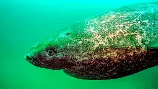 Unglaublich - Lebender Grönlandhai gefilmt, der über 500 Jahre alt ist!