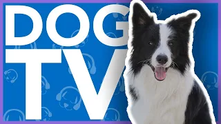 DOG TV - Endless Entertainment For Dogs - Virtual Beach Dog Walking Video (NEW)