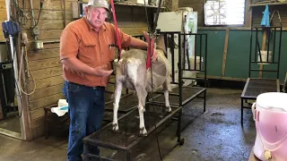 Small Ruminant Insemination Techniques