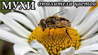 МУХИ - Опылители цветов