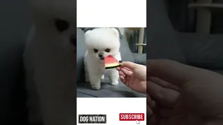 The cutest Pomeranian Puppies! | Dog & Puppy Compilation | TikTok + Instagram | November 2020 #1
